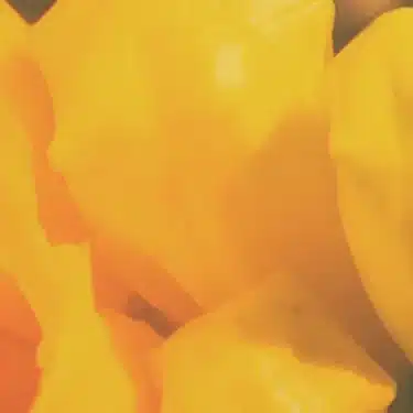 Banda Magda のマグダ・ヤニクゥ、四季をテーマにした4部作プロジェクト第1作『For Spring』