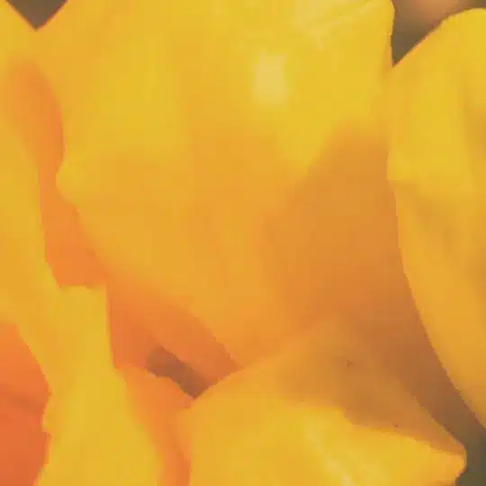 Banda Magda - For Spring